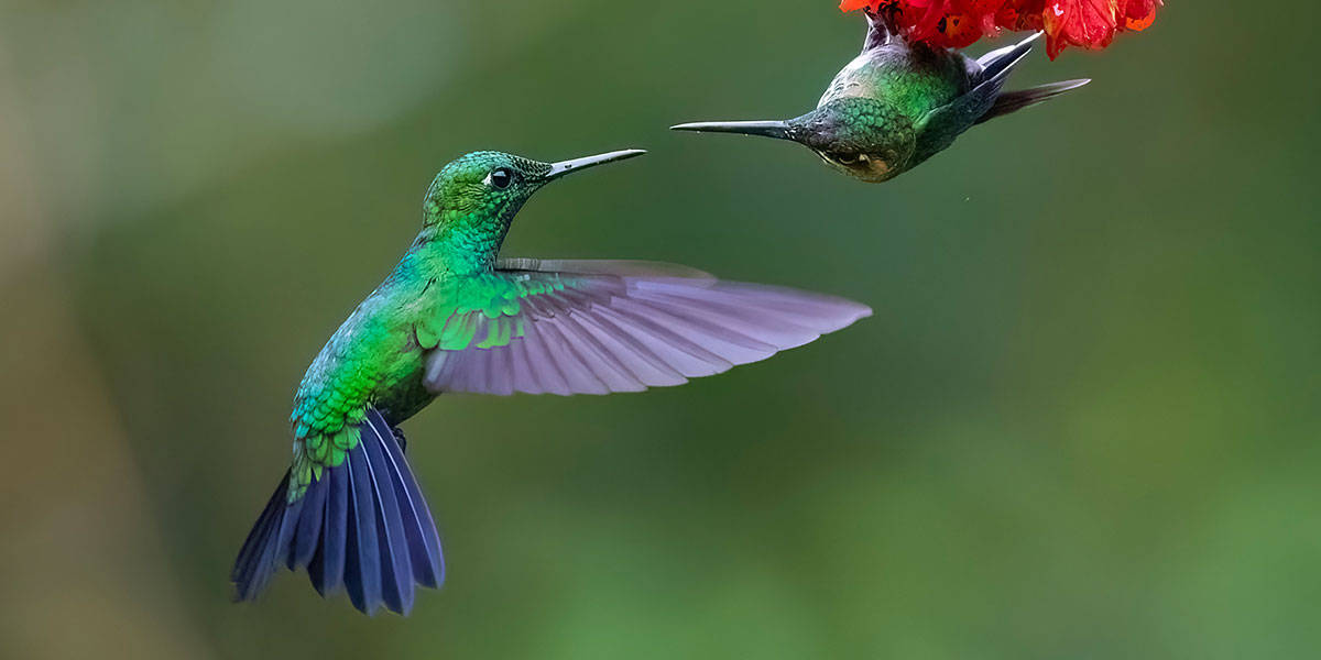 Bijagua Wildlife