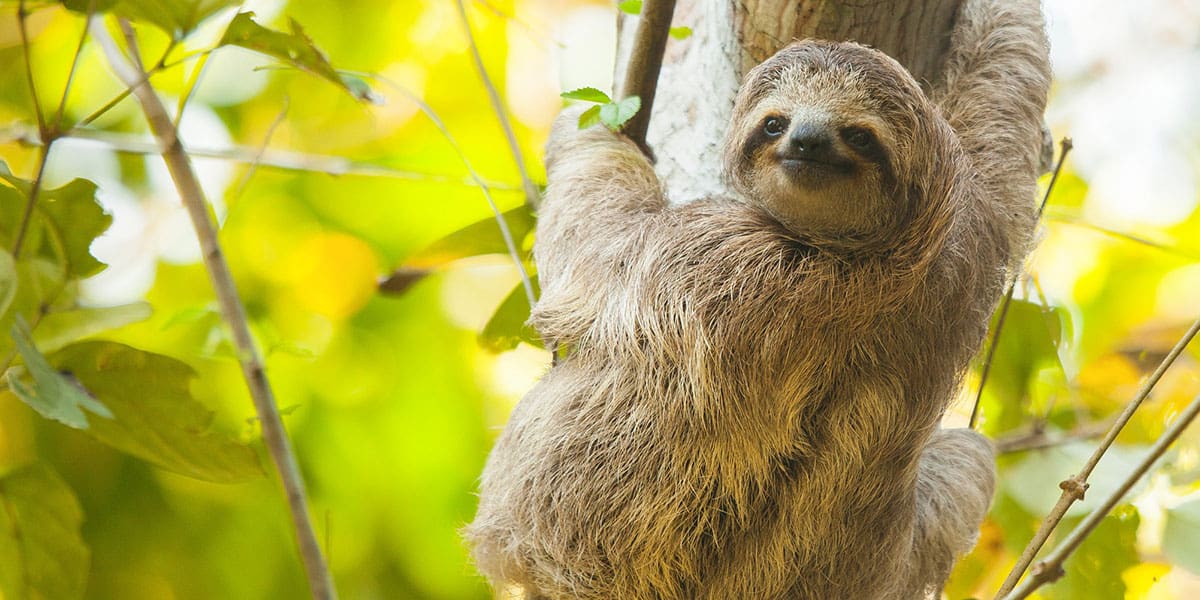 Jungle Life Sloth Sanctuary