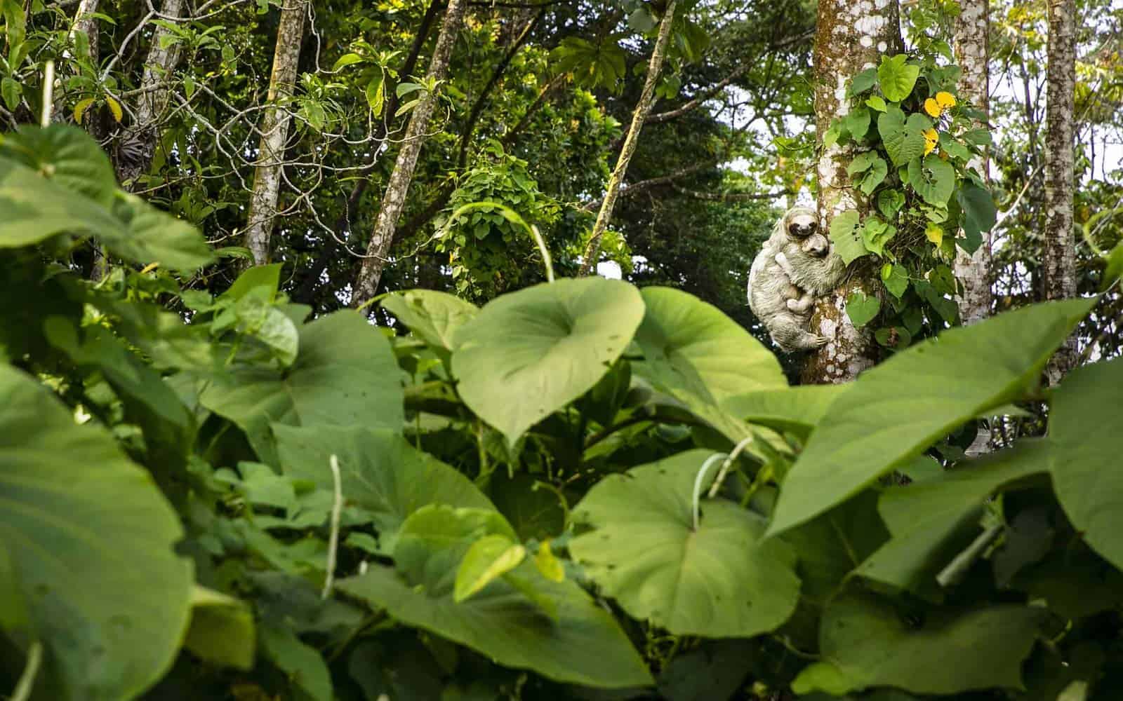 Arenal Volcano National Park