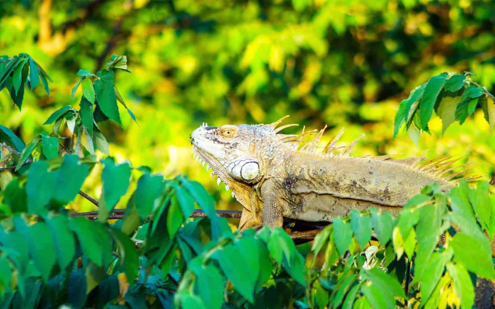 Authentic Costa Rican Jewels