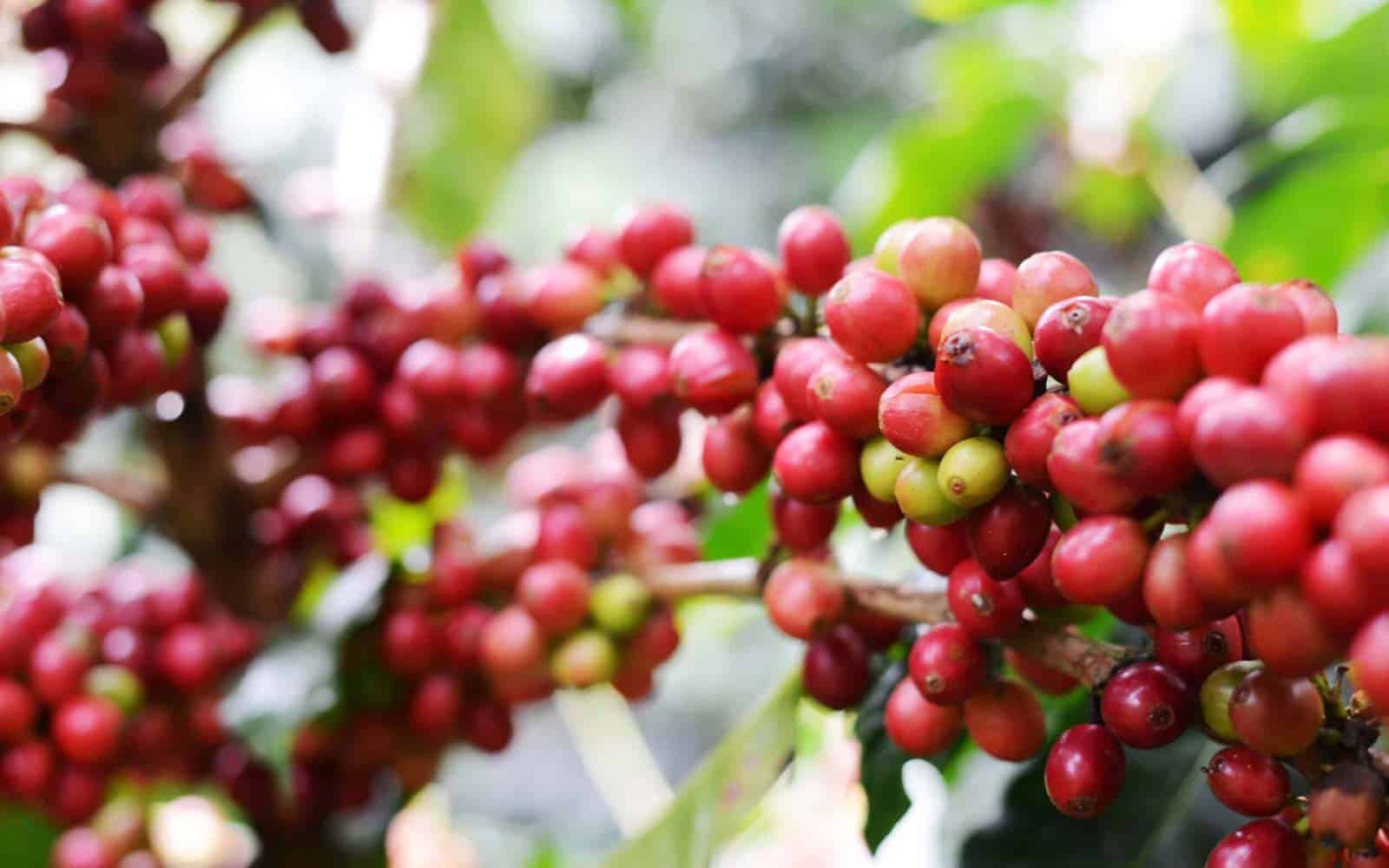 Authentic Costa Rican Jewels
