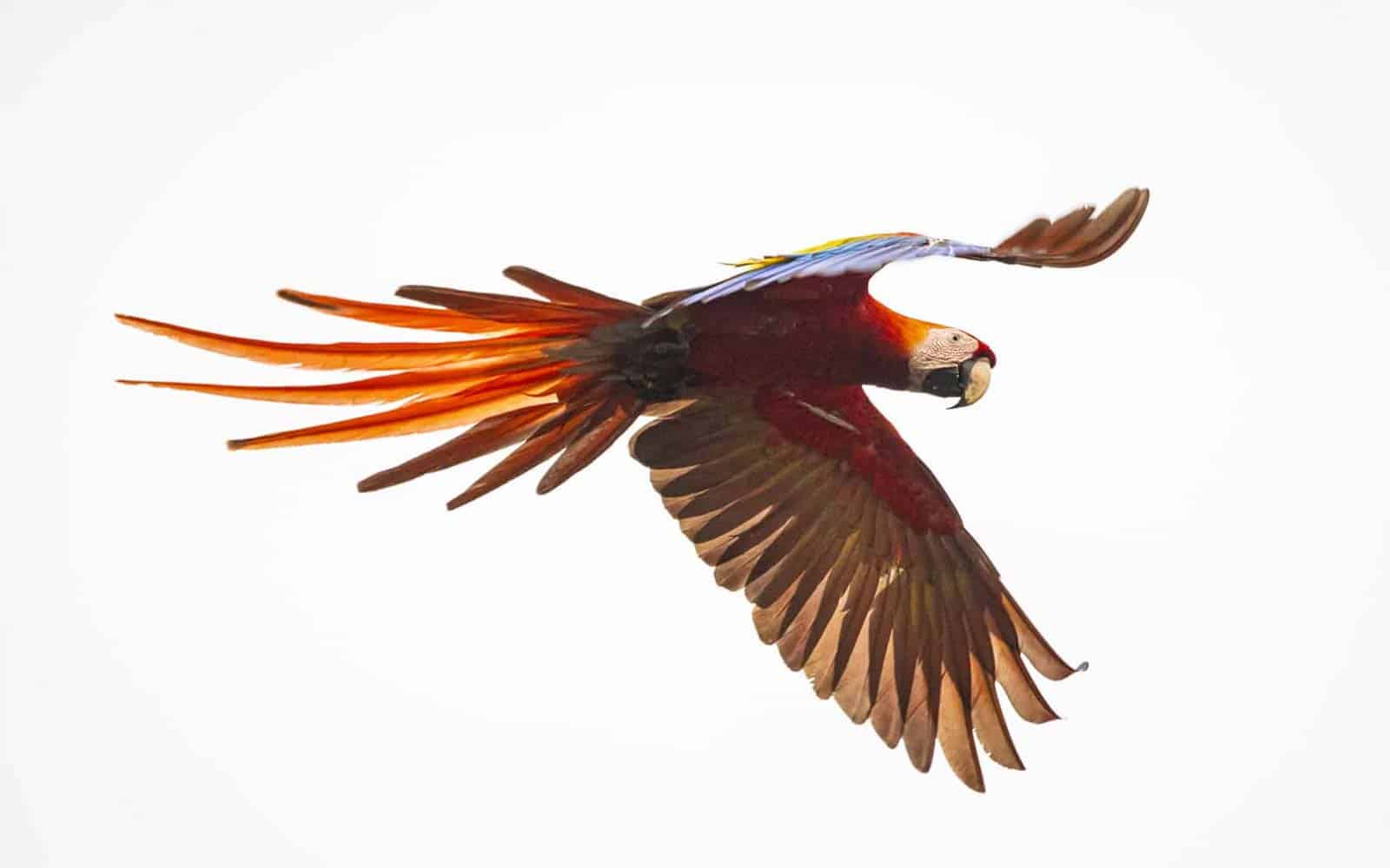 Authentic Costa Rican Jewels