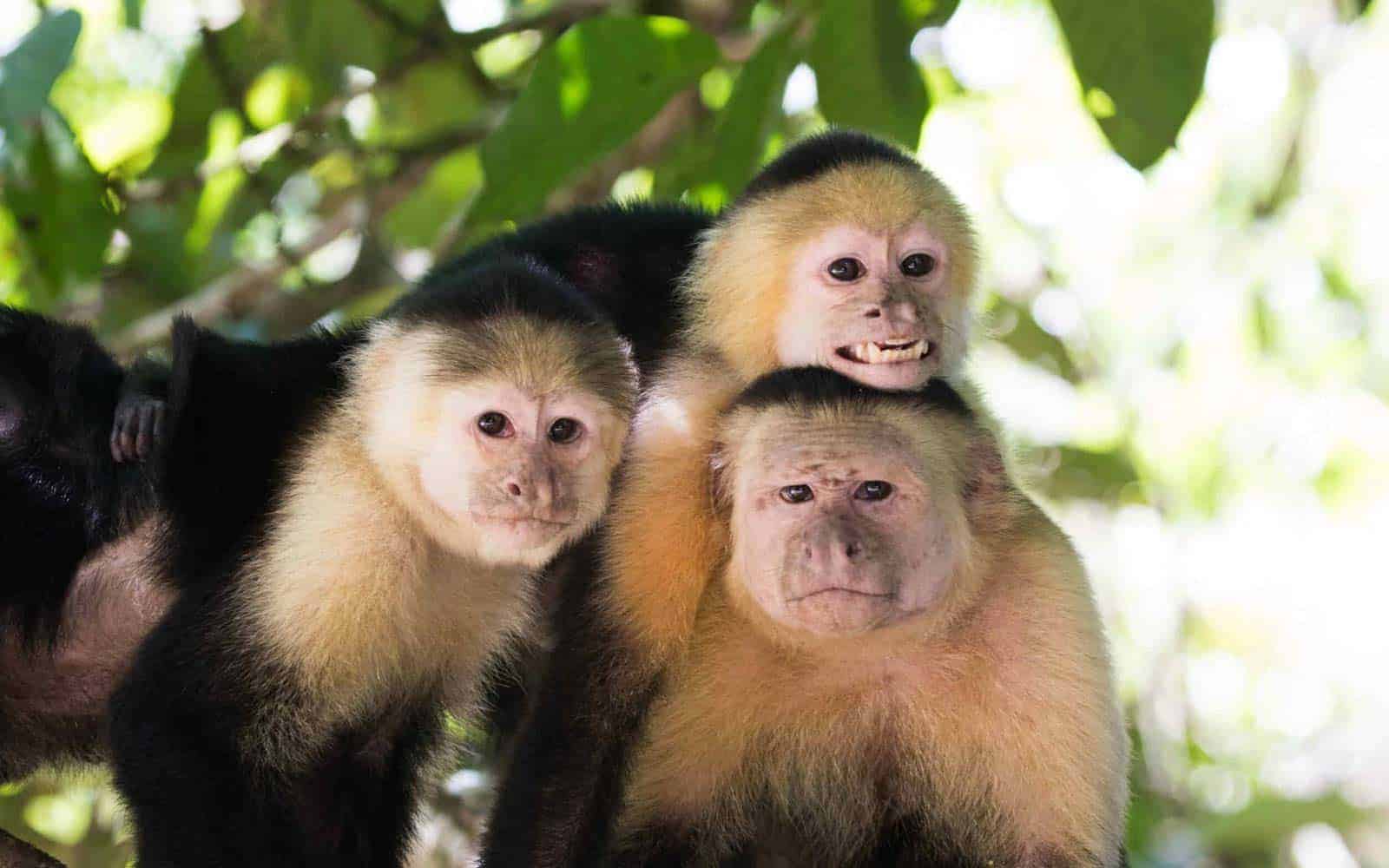 Authentic Costa Rican Jewels