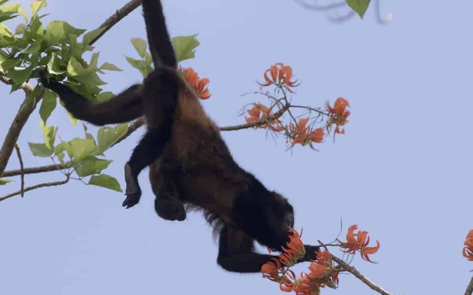 Costa Rica Beaches and Coffee Tours