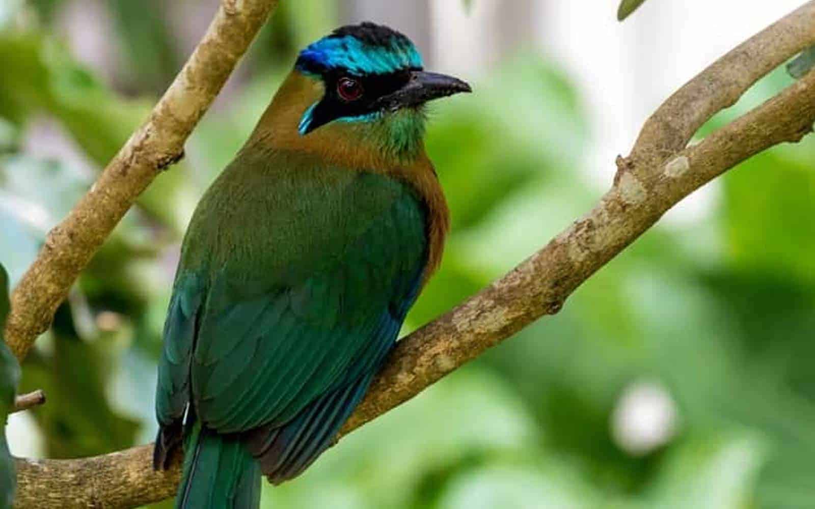 Costa Rica Beaches and Coffee Tours