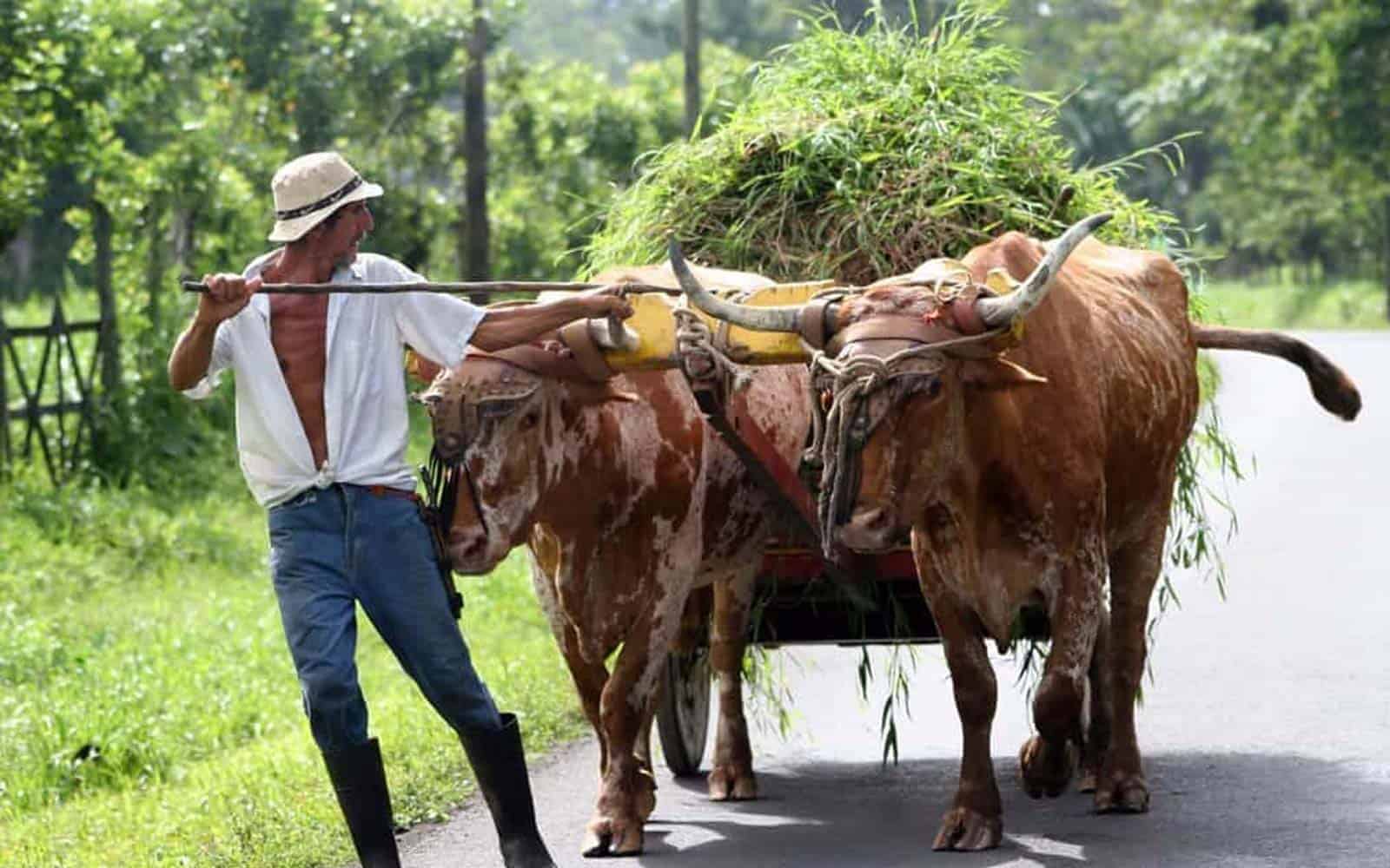 Costa Rica Beaches and Coffee Tours