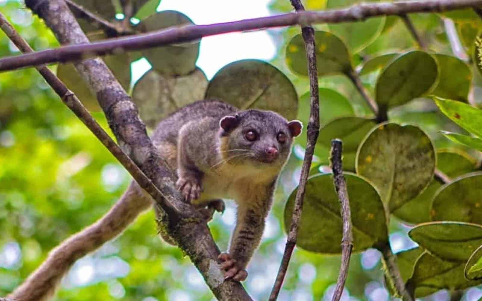 Costa Rica Beaches and Coffee Tours