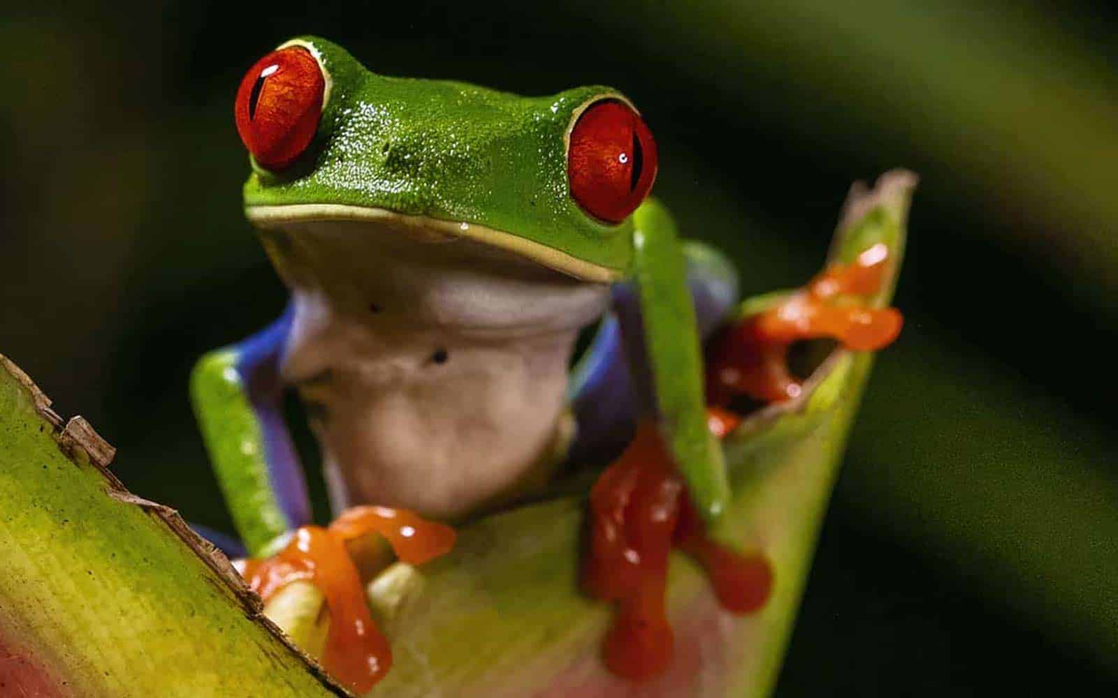 Costa Rica Blue River and Volcanoes Tour