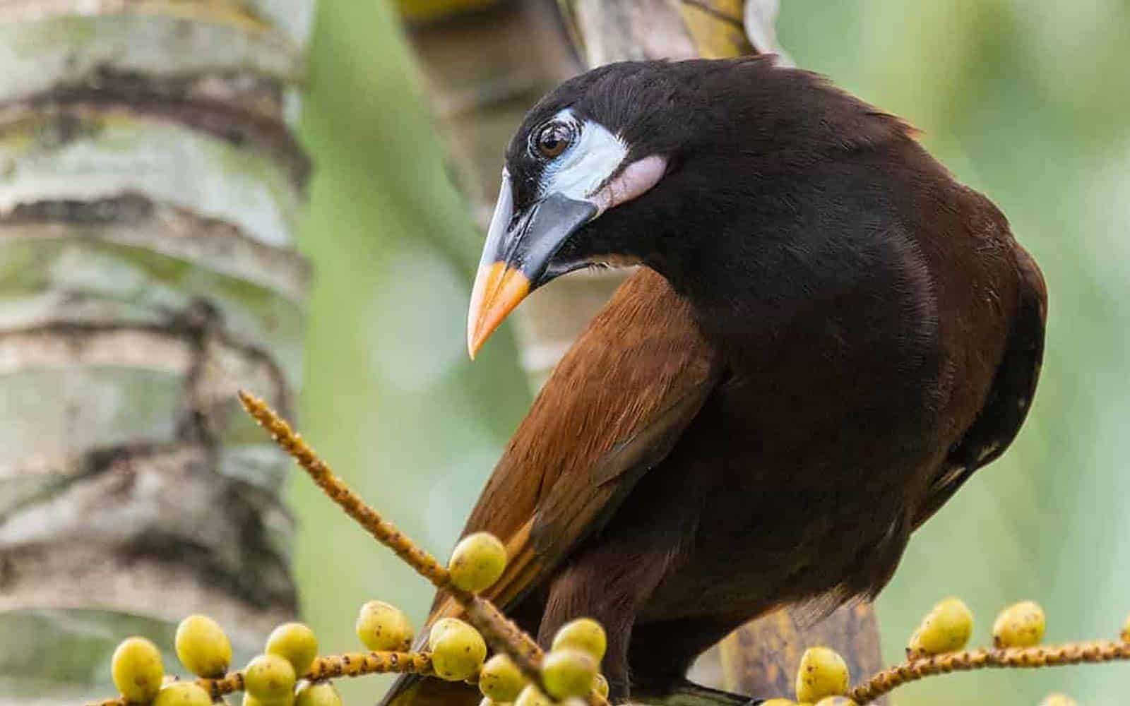 Costa Rica Blue River and Volcanoes Tour