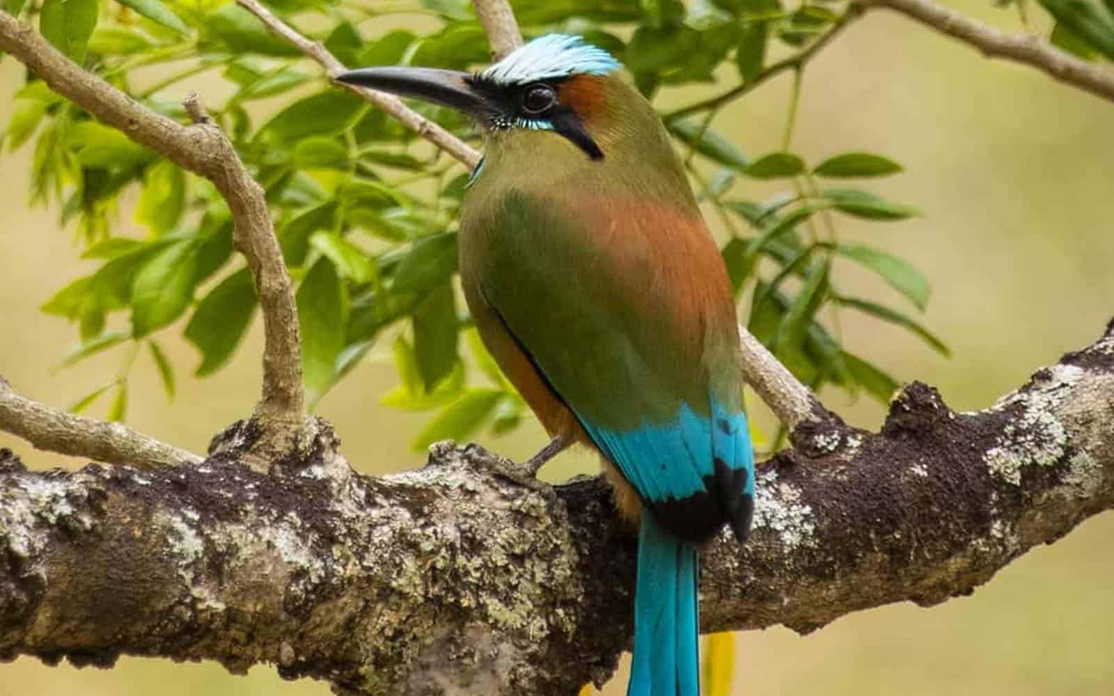 Costa Rica Blue River and Volcanoes Tour