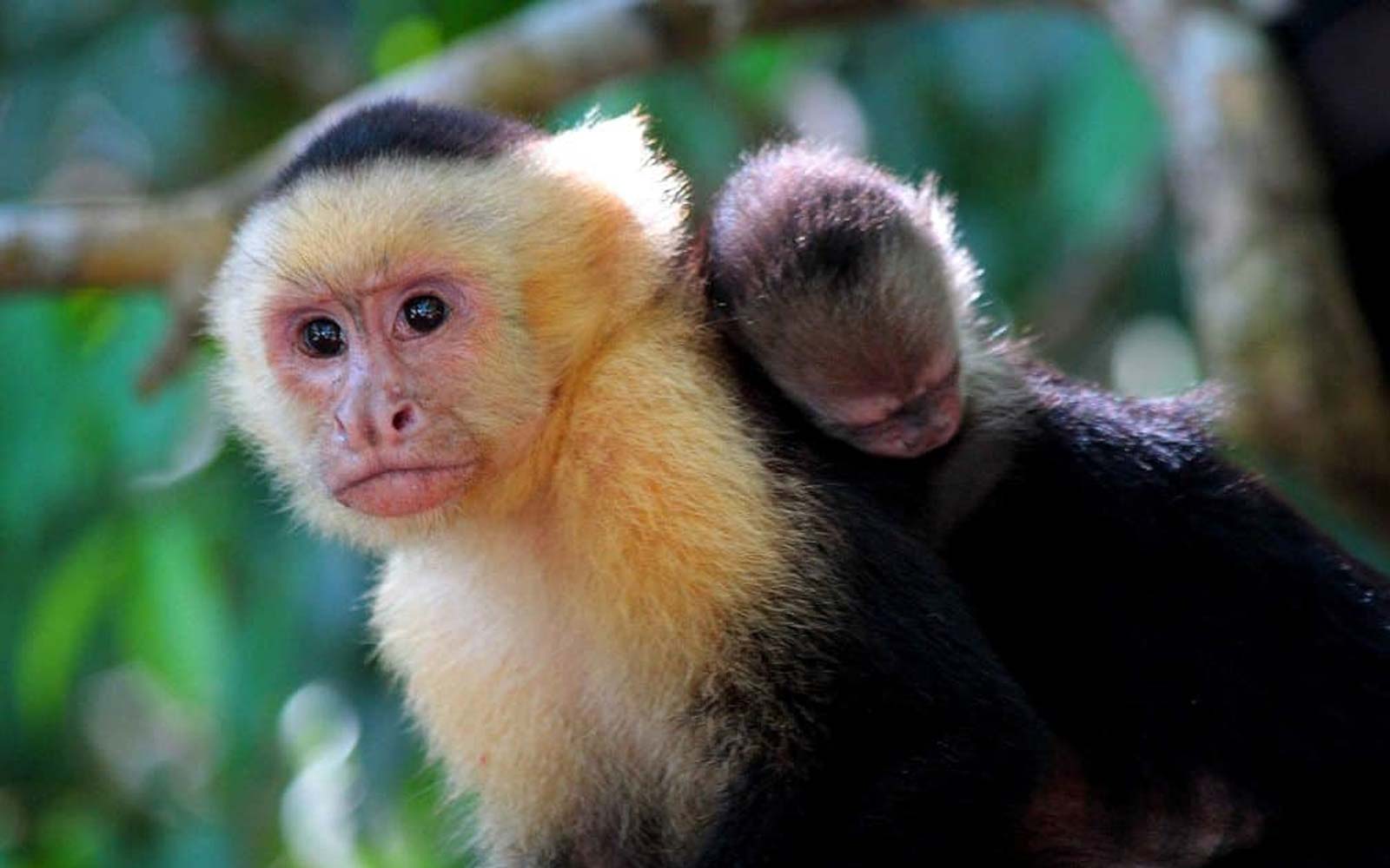 Costa Rica Adventure Tour