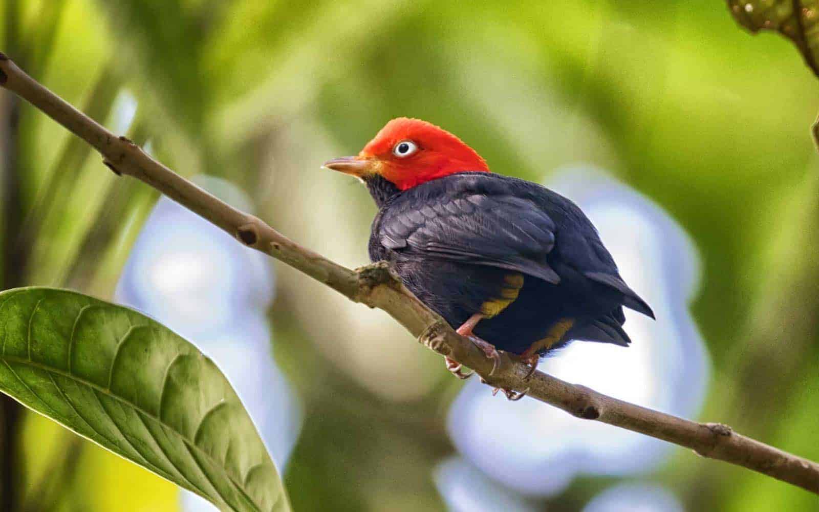 Costa Rica Deluxe South Pacific Tour