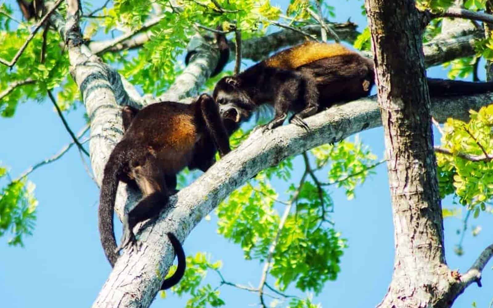 Costa Rica Deluxe South Pacific Tour