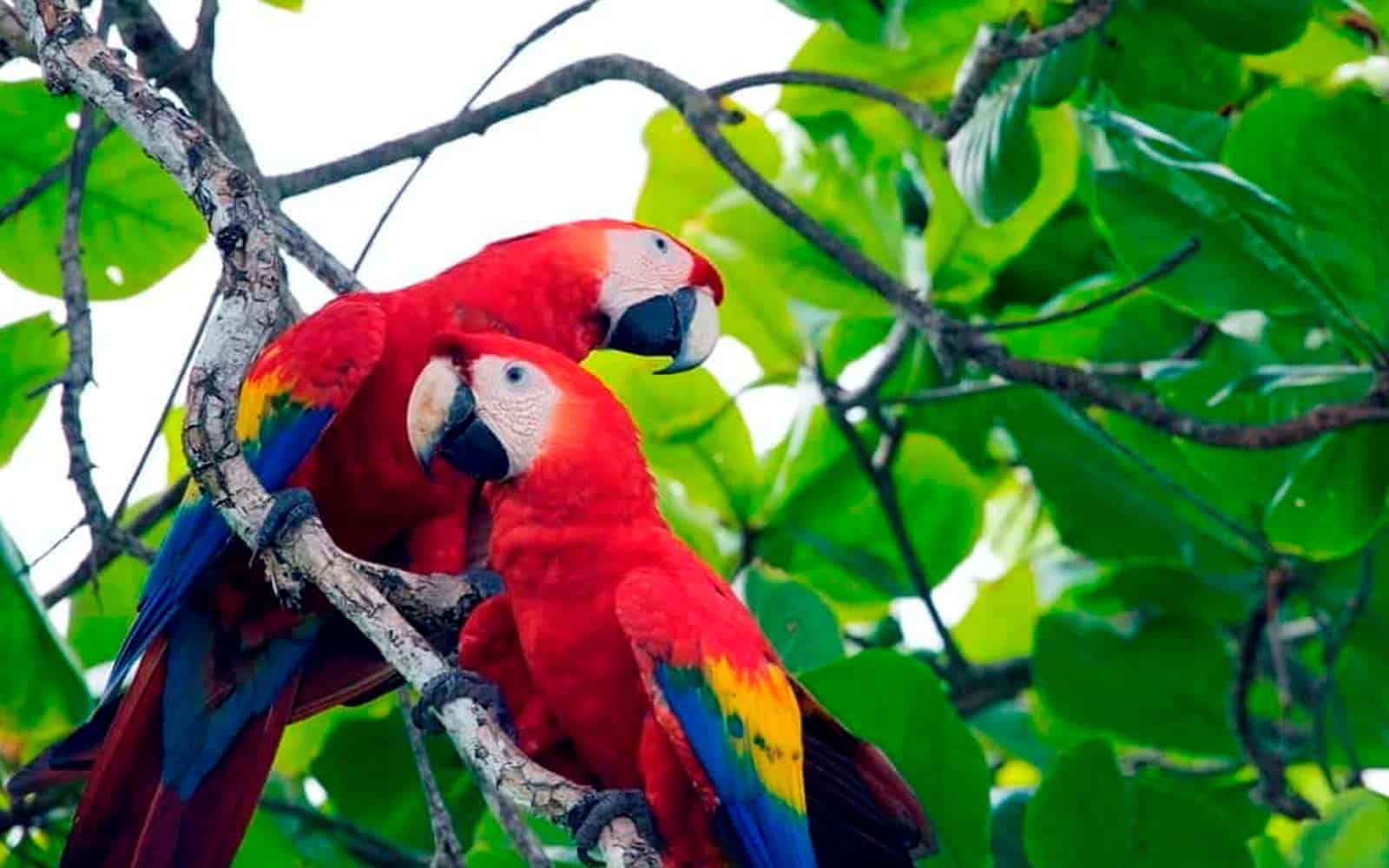 Costa Rica Deluxe South Pacific Tour