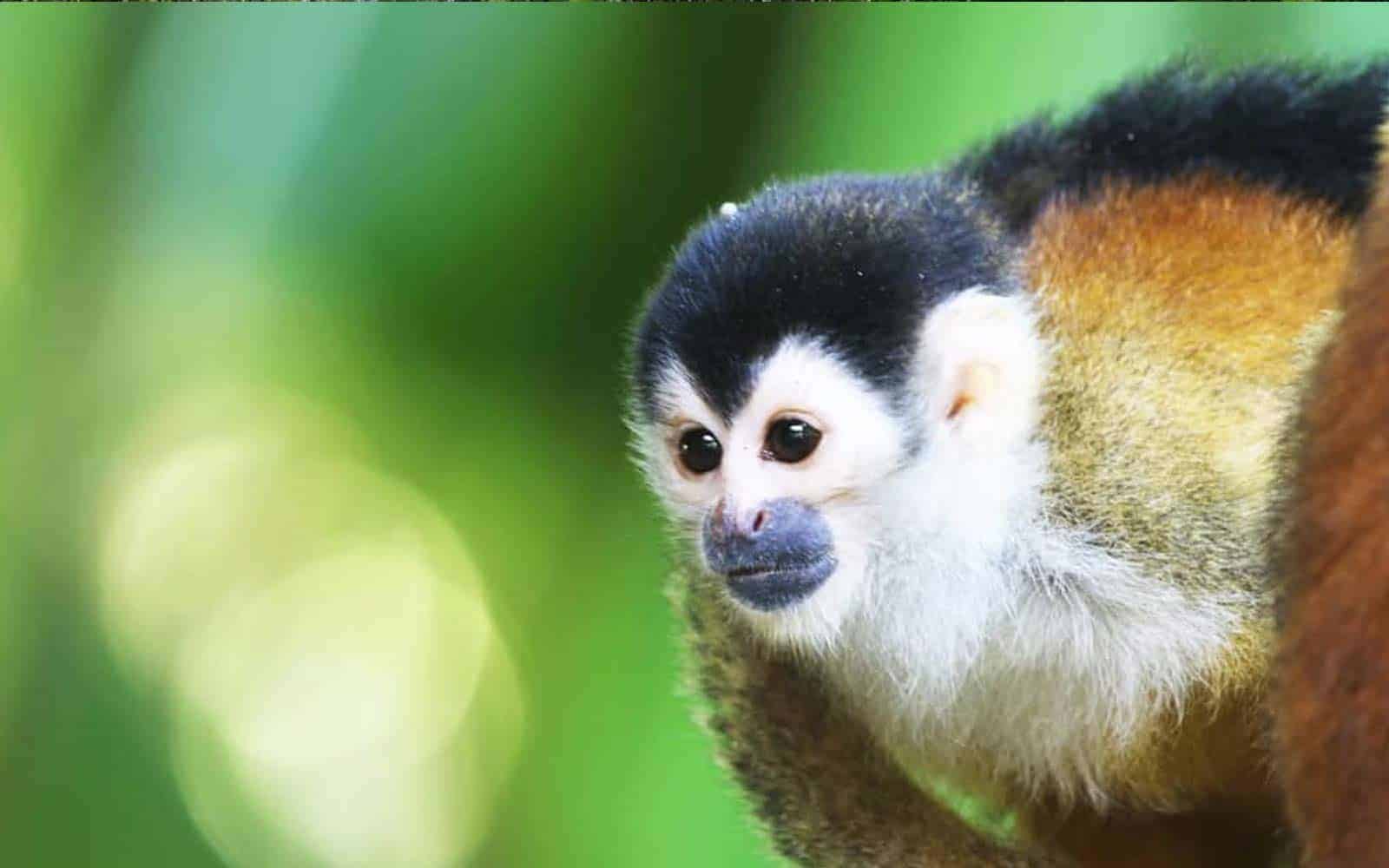 Costa Rica Explorer Tour