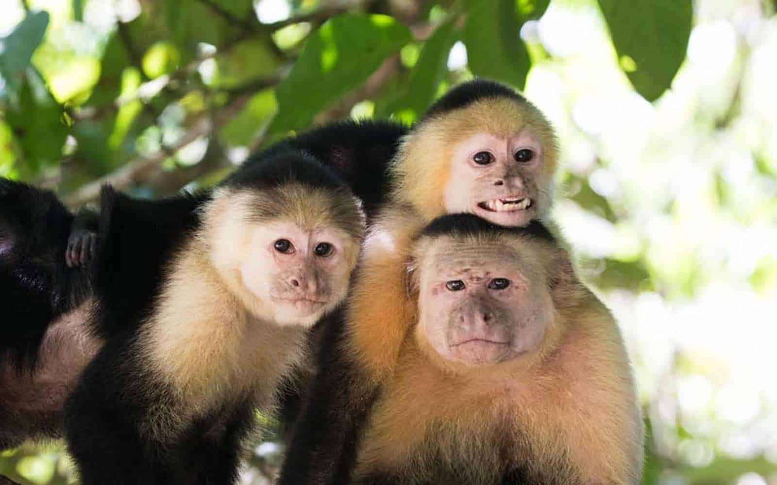 Costa Rica Explorer Tour