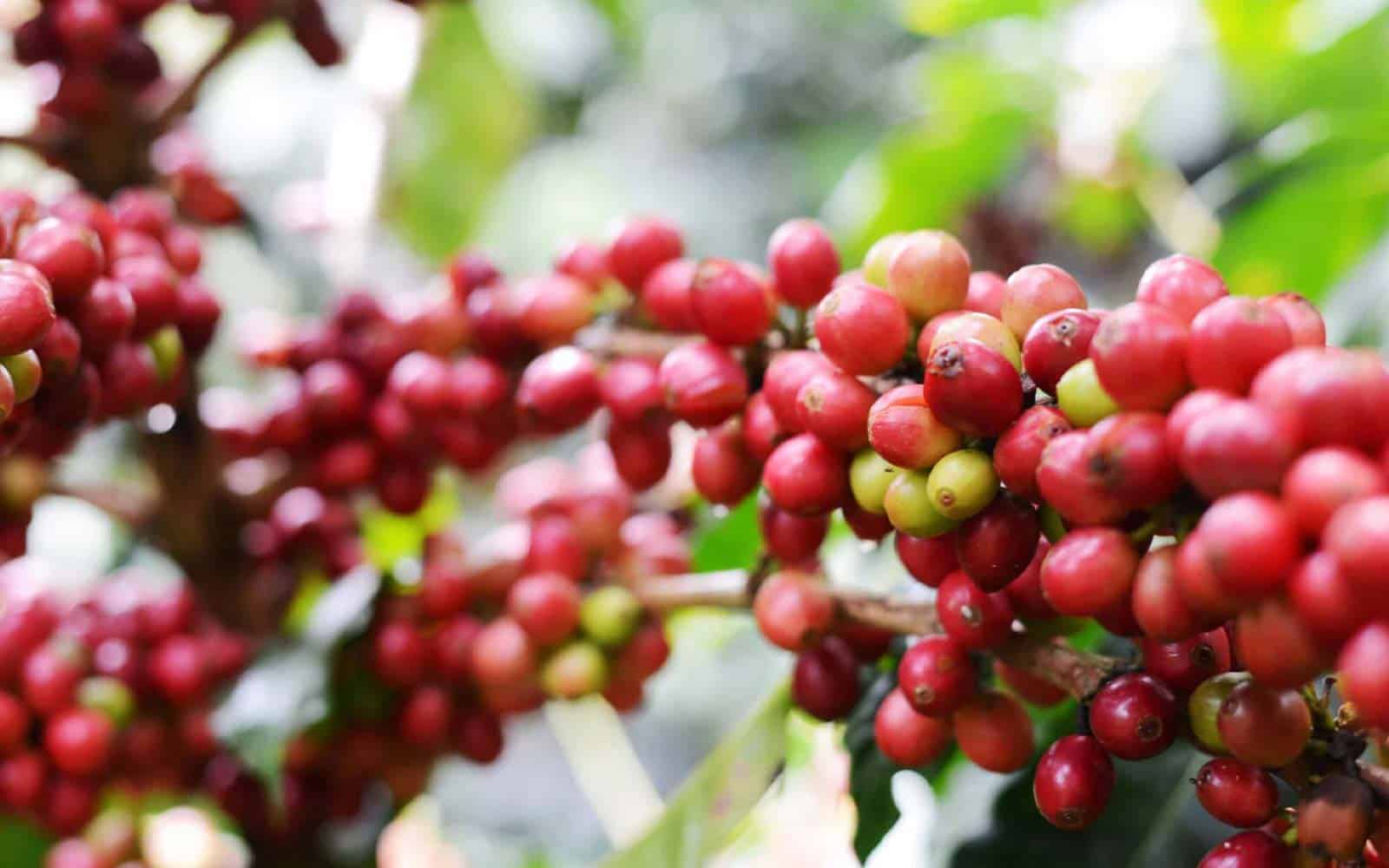 El Camino De Costa Rica Trekking Tour