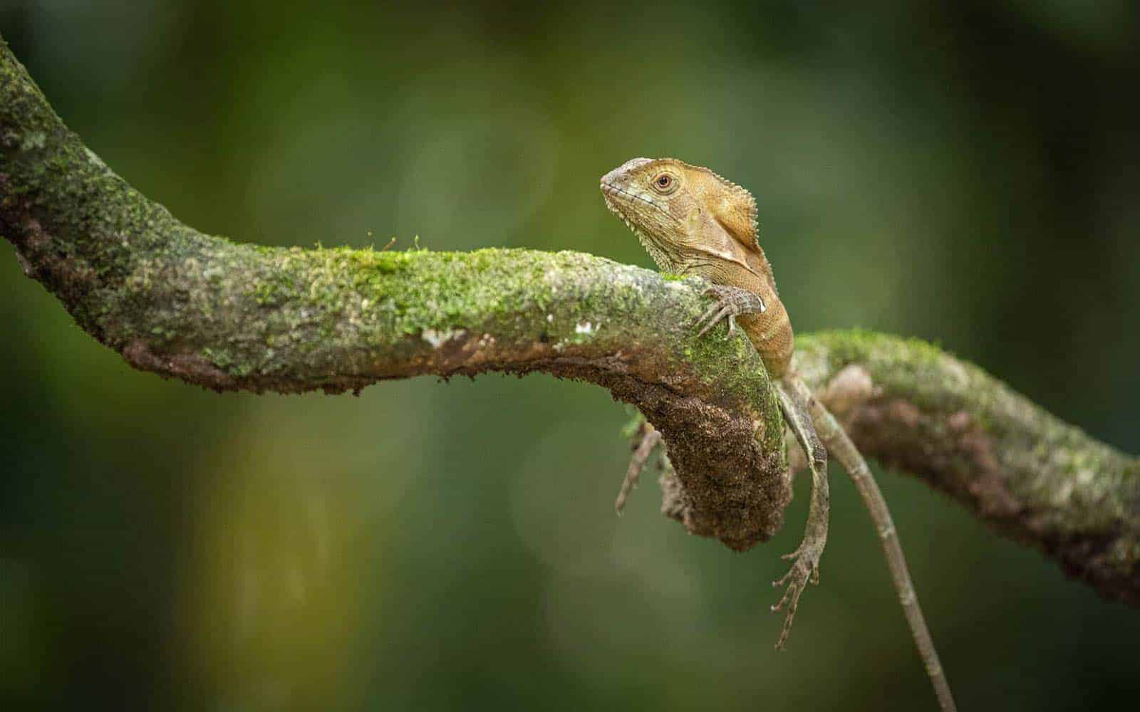 Costa Rica Family Nature and Wildlife Tour
