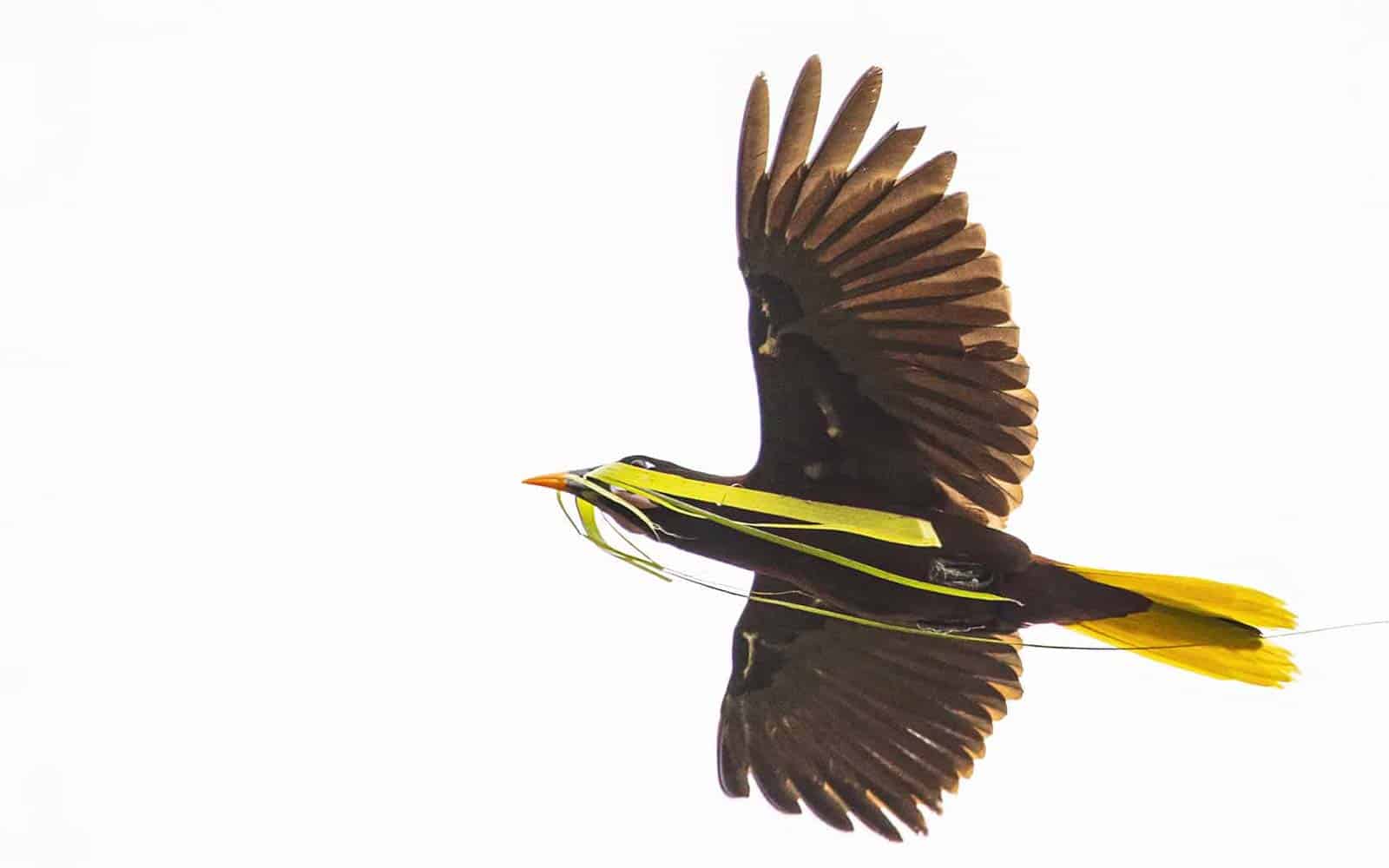 Costa Rica Family Nature and Wildlife Tour