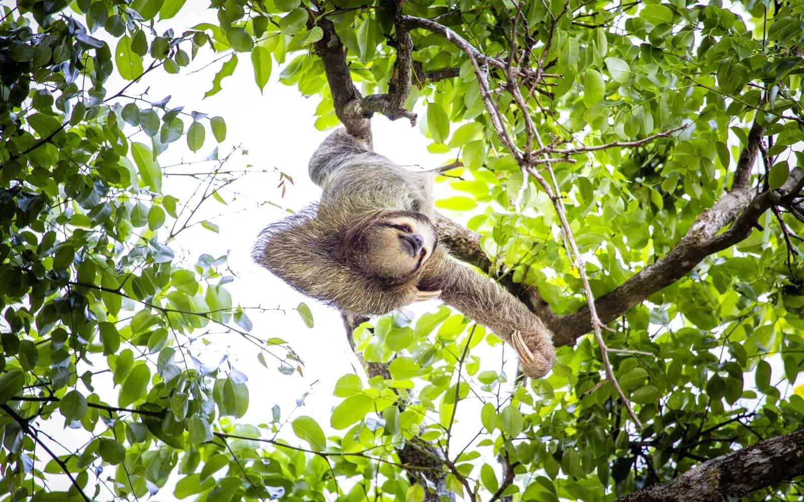Costa Rica Family Nature and Wildlife Tour