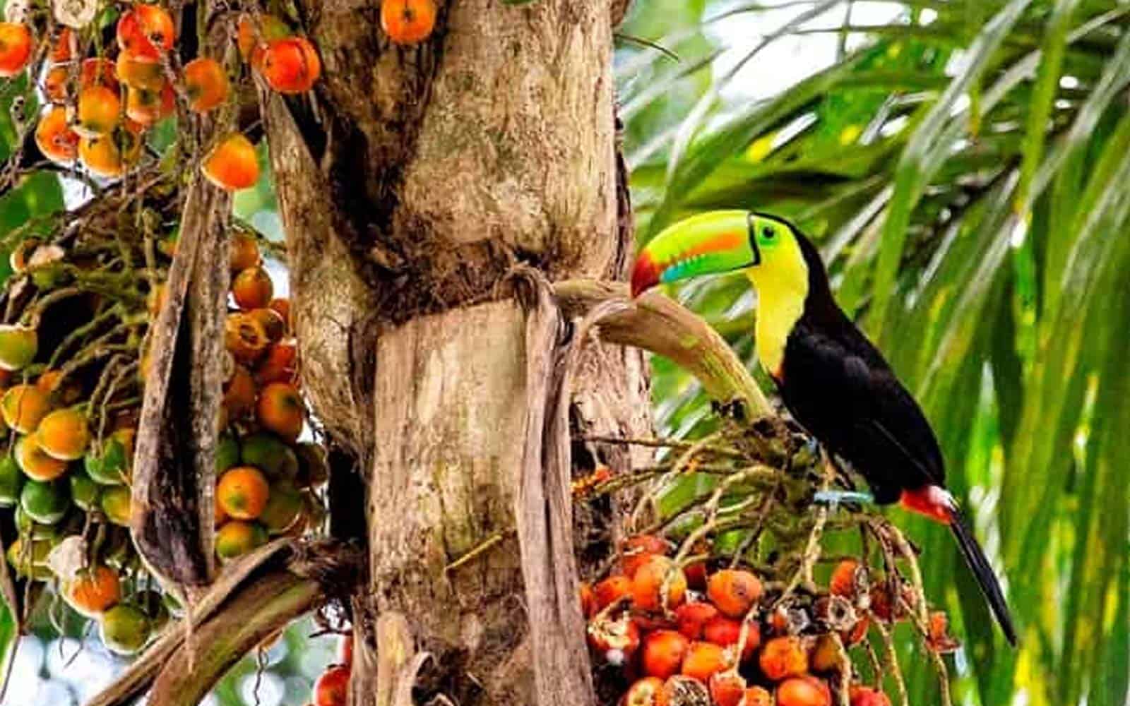 Costa Rica Family Nature and Wildlife Tour