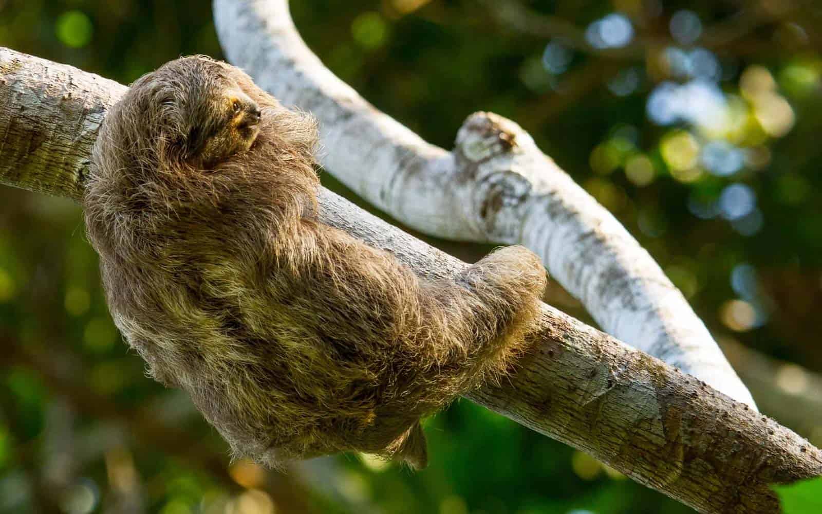 Costa Rica Family Nature and Wildlife Tour