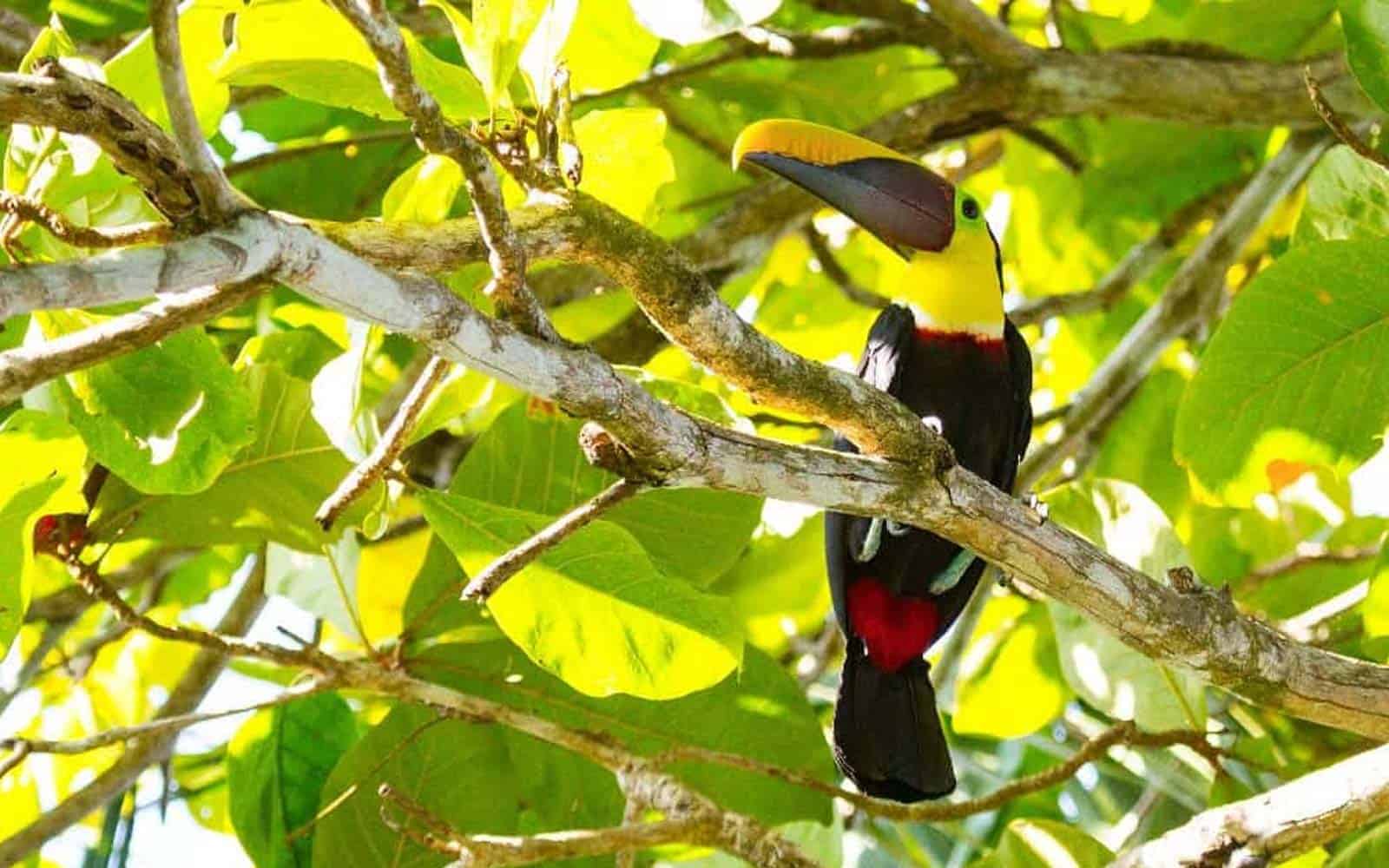 Costa Rica Family Nature and Wildlife Tour