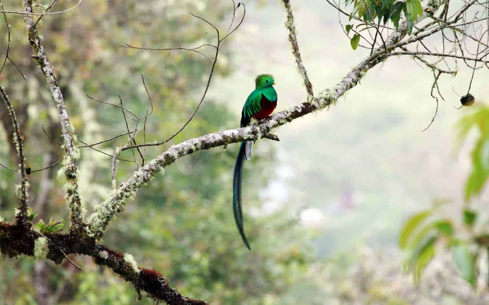Monteverde Cloud Forest Tour