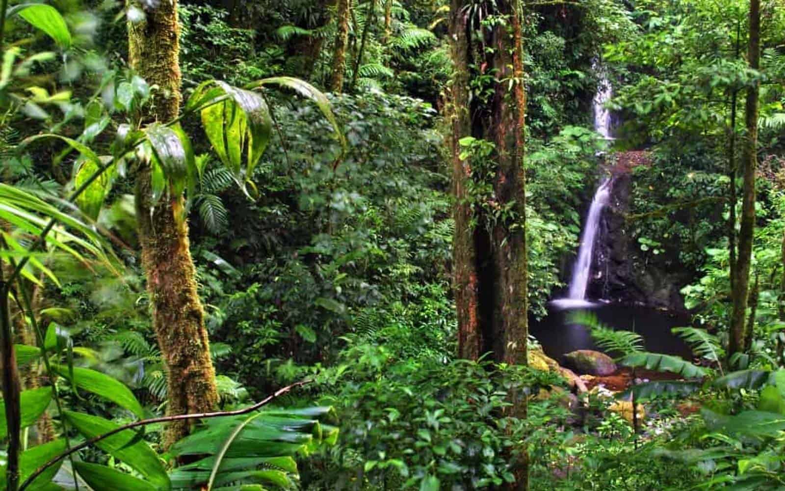 Monteverde Cloud Forest Tour