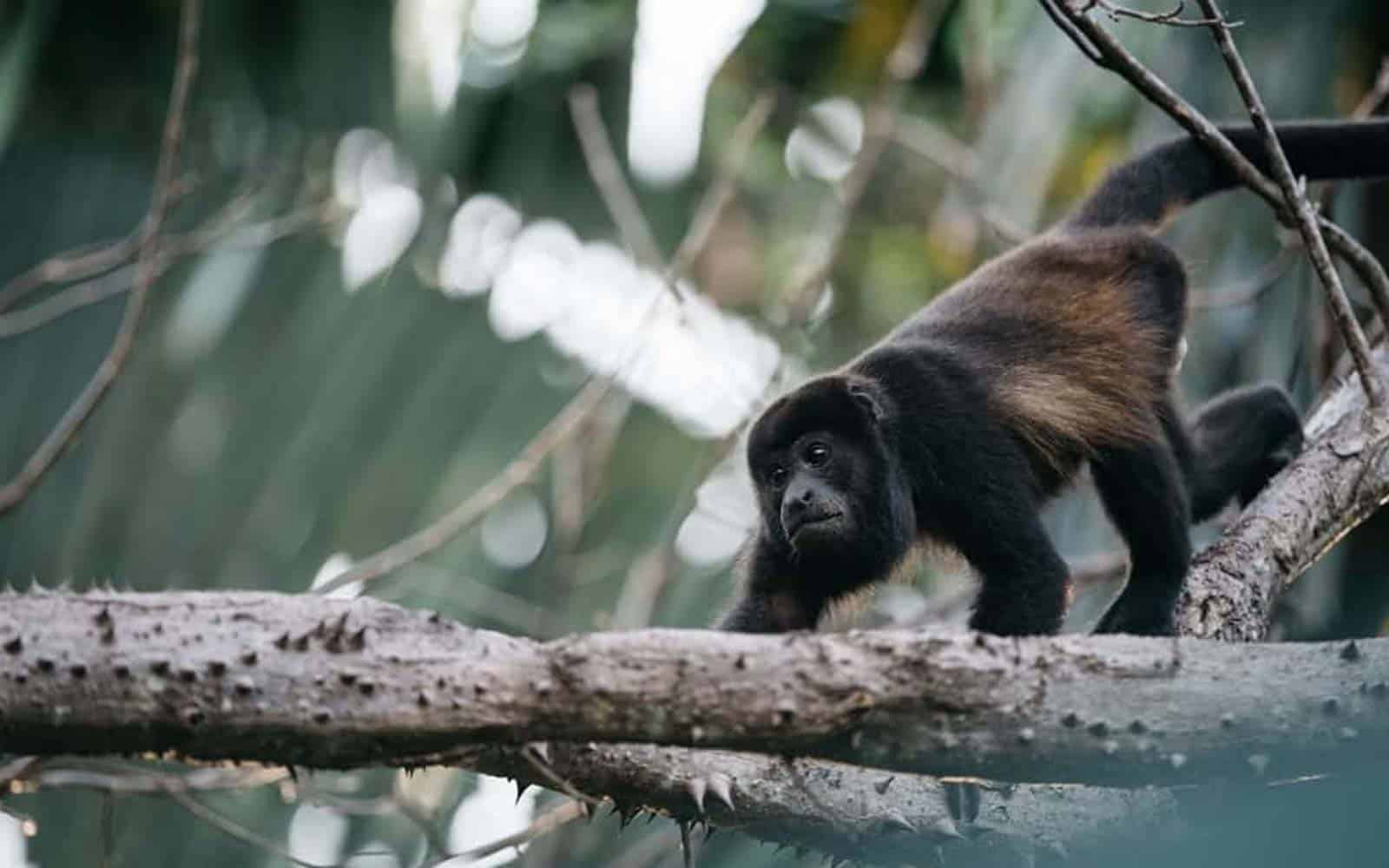 Costa Rica The Northern Explorer Tour