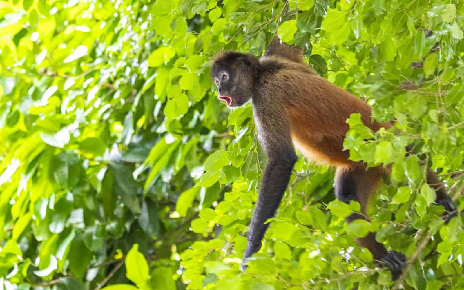 Costa Rica Tropical Jungles, Volcano and Cloud Forests Tour