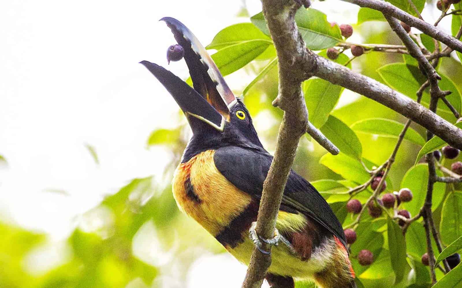 Costa Rica Tropical Jungles, Volcano and Cloud Forests Tour
