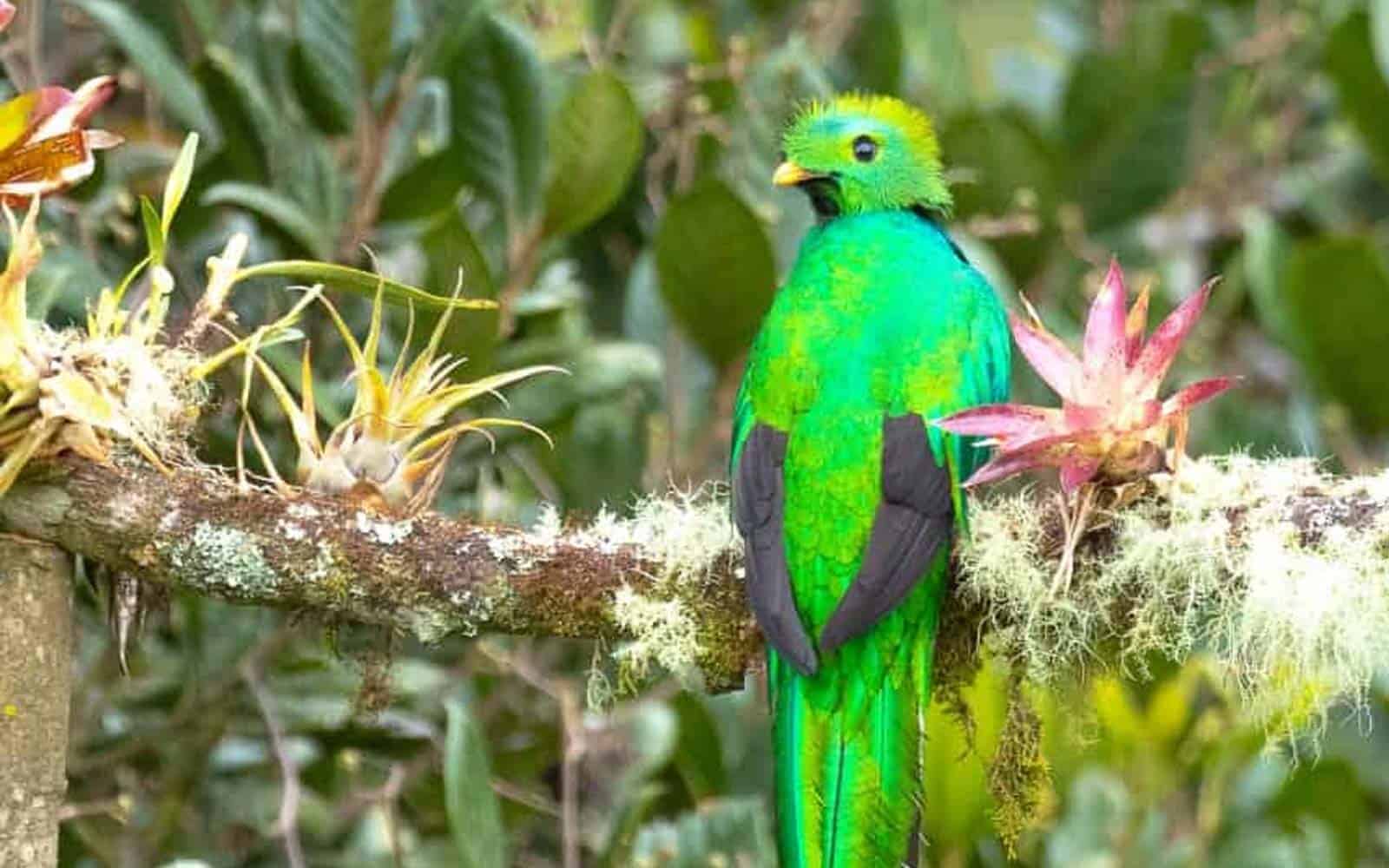 Costa Rica Tropical Jungles, Volcano and Cloud Forests Tour
