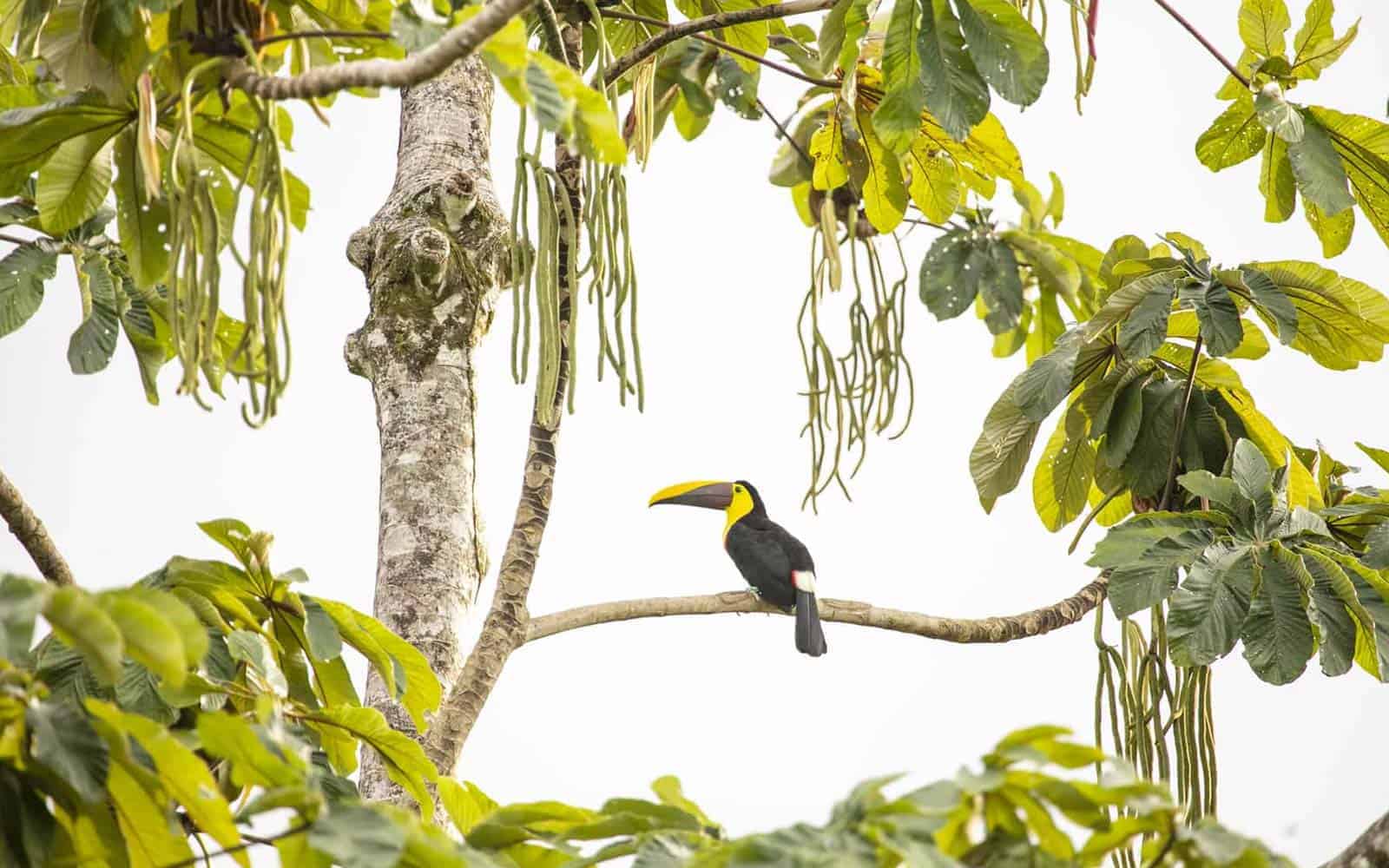Costa Rica Tropical Jungles, Volcano and Cloud Forests Tour