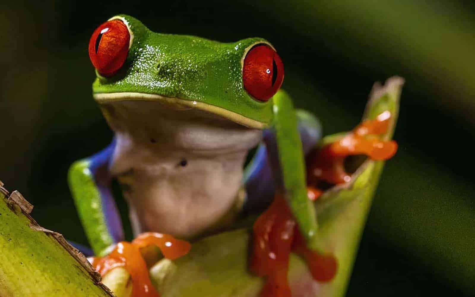 Costa Rica Tropical Jungles, Volcano and Cloud Forests Tour