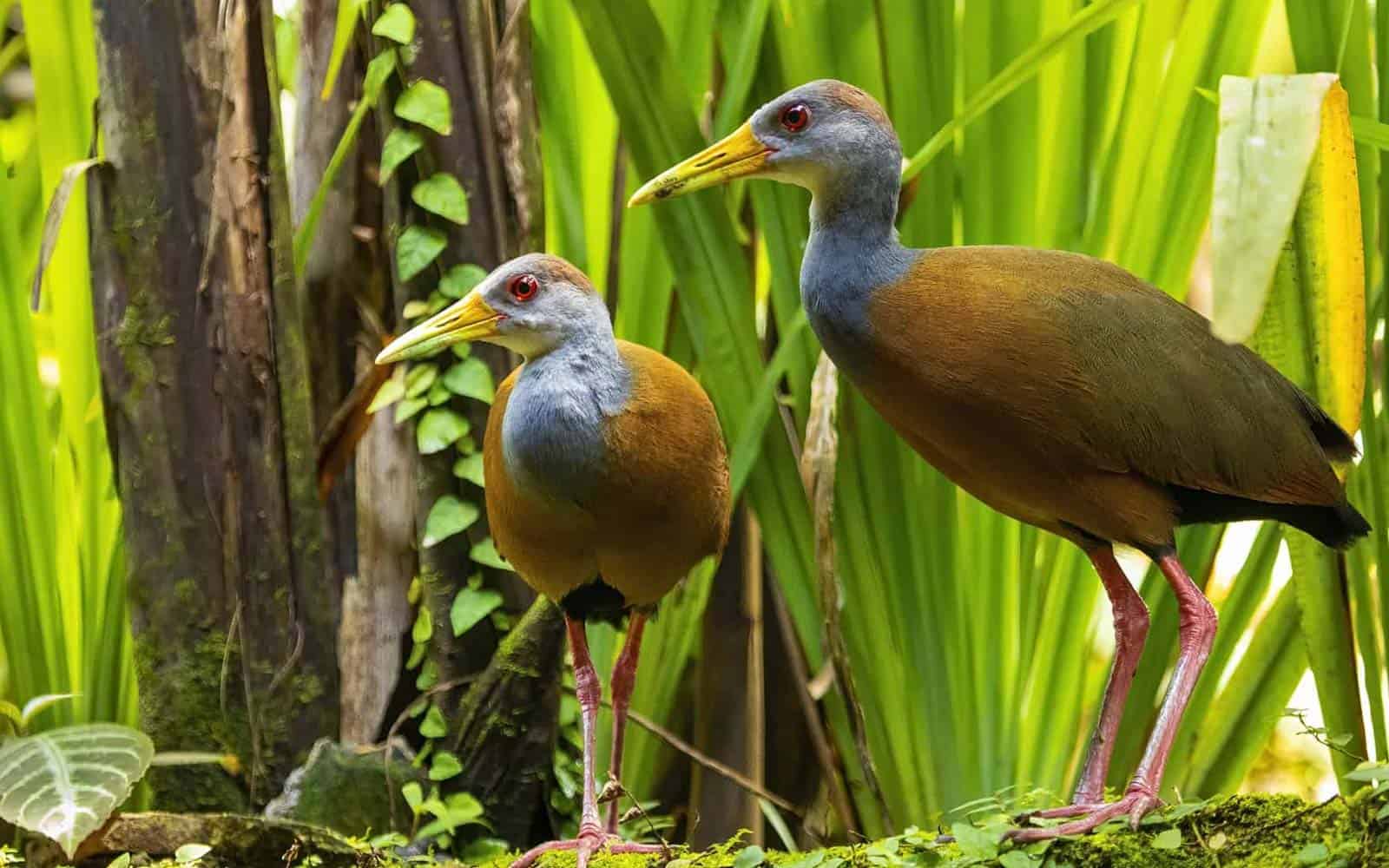 Costa Rica Tropical Jungles, Volcano and Cloud Forests Tour