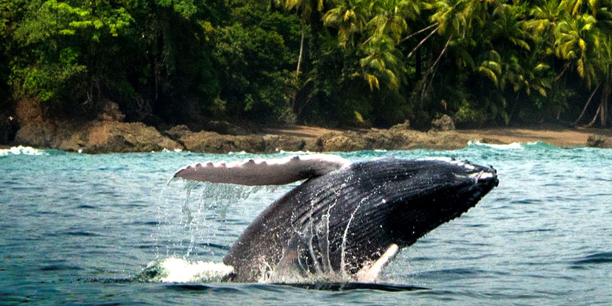 Best Guanacaste Adventures