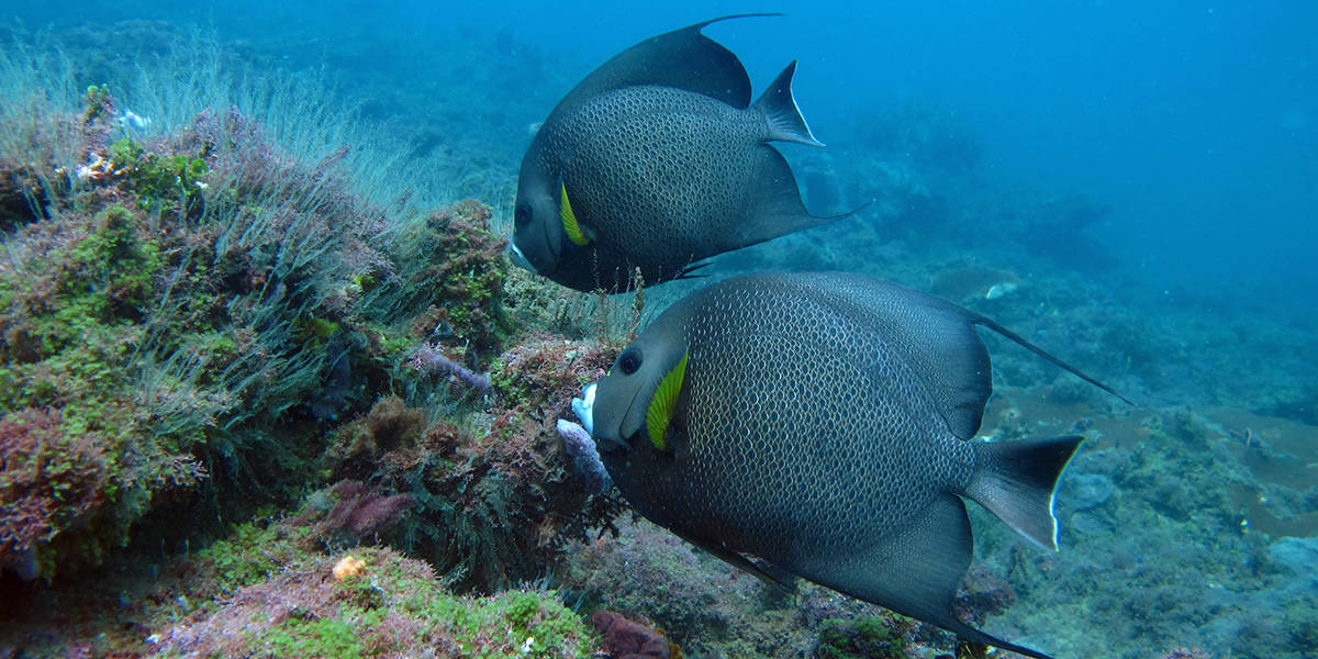 Manuel Antonio Scuba Diving