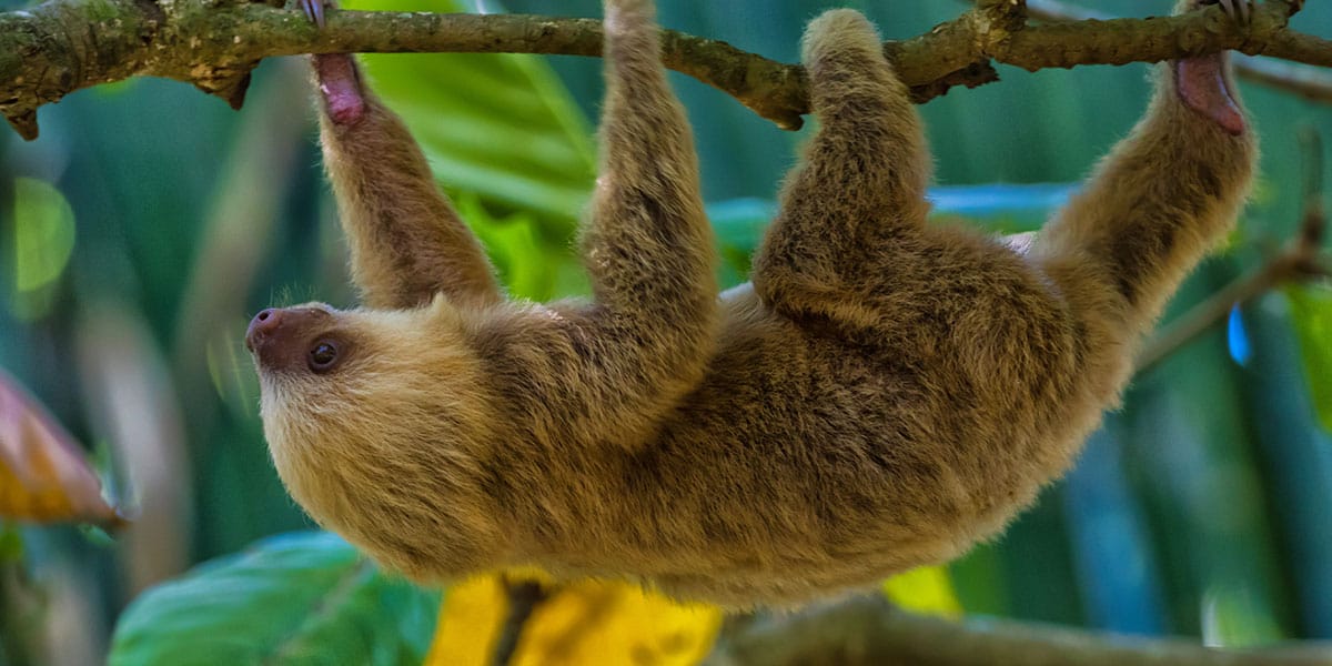 Monteverde Tours Costa Rica
