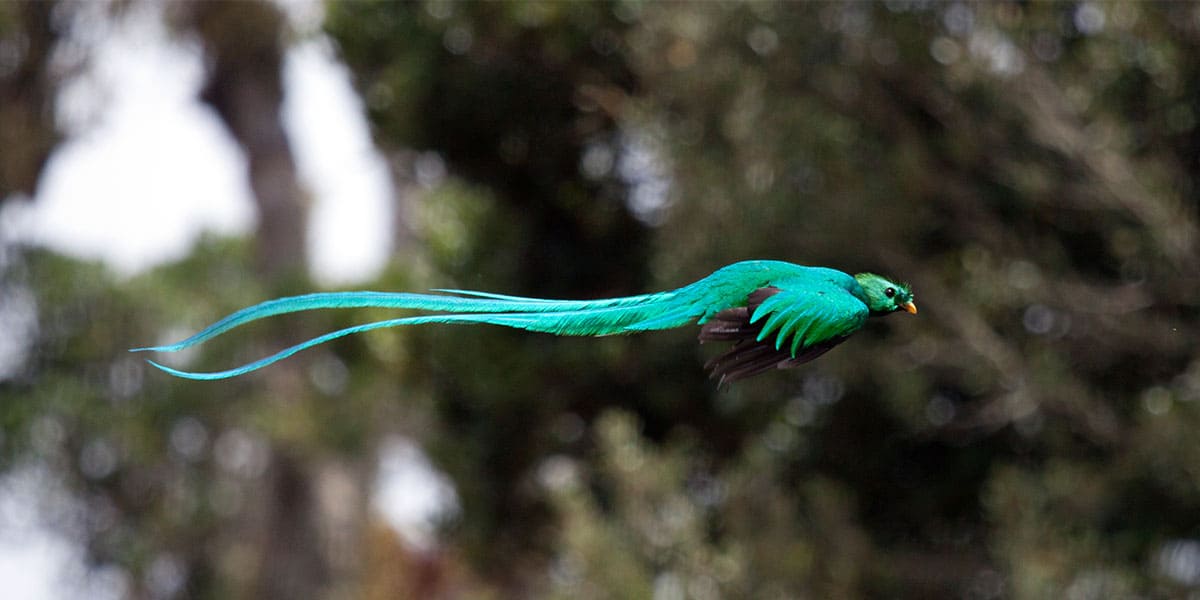 Monteverde Tours Costa Rica