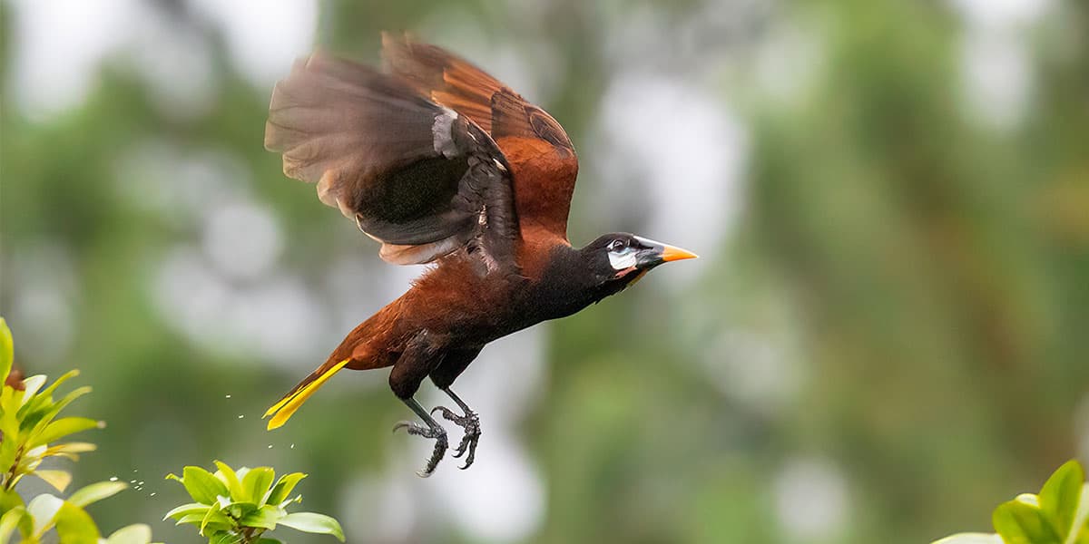 Sarapiquí Oropendola