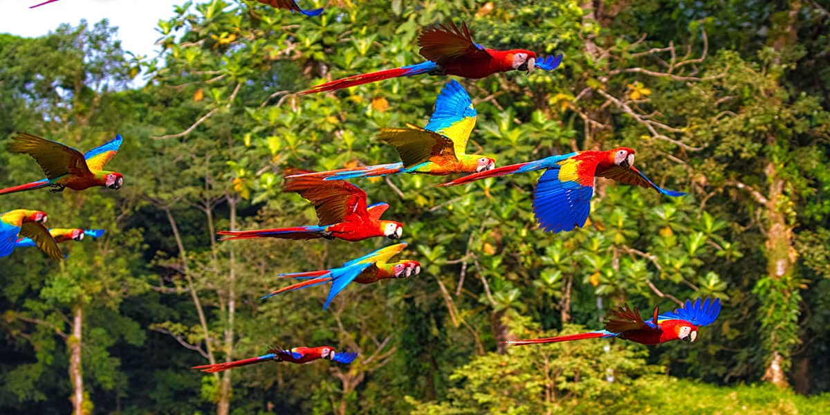 Sarapiquí Macaws