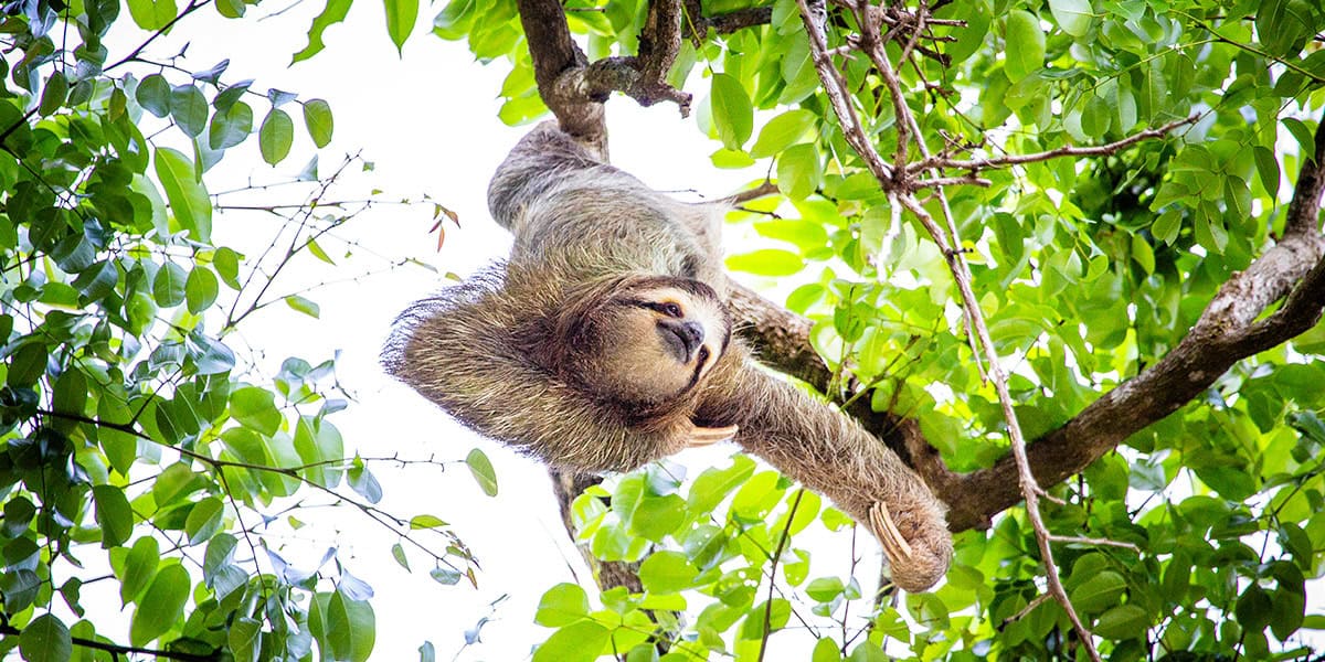 Costa Rica Unique Experiences Sloth