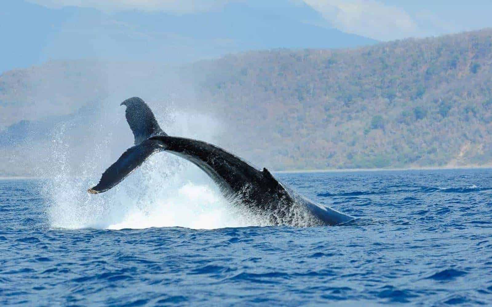 Costa Rica Deluxe South Pacific Tour