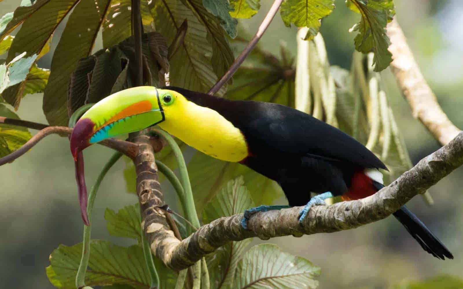 Costa Rica Whitewater Rafting Tours