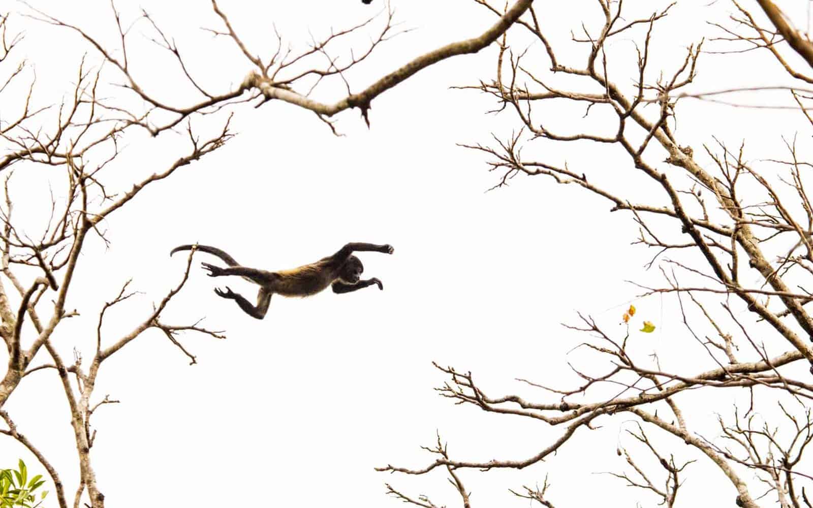Costa Rica Hidden Gems Dry Forest and Beach Tour