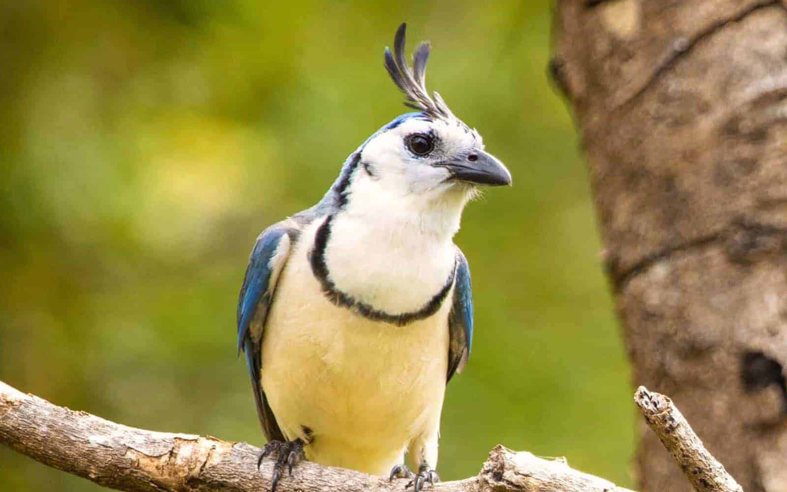 Costa Rica Hidden Gems Dry Forest and Beach Tour