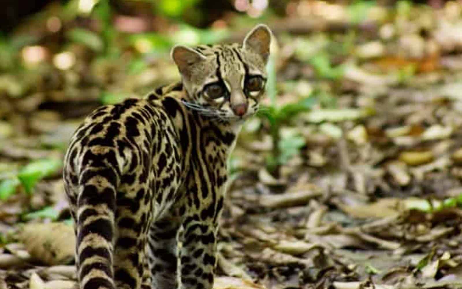 Tortuguero and Tropical Rainforests Tour