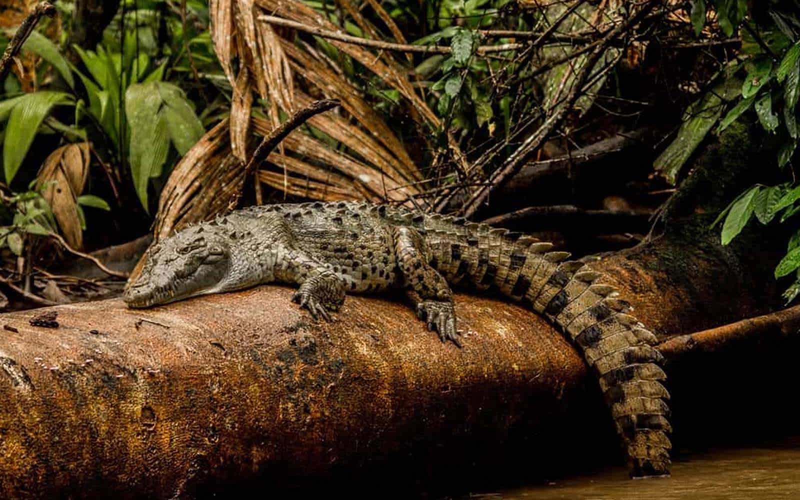 Tortuguero and Tropical Rainforests Tour