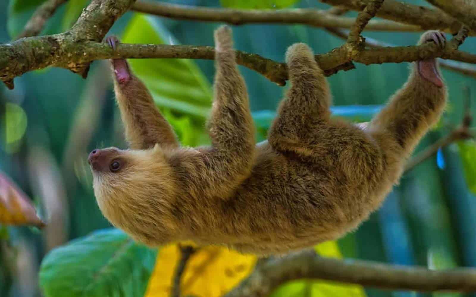Tortuguero and Tropical Rainforests Tour